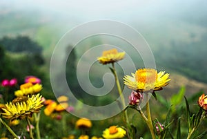 A colorful flower photo